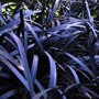 Ophiopogon Black Dragon
